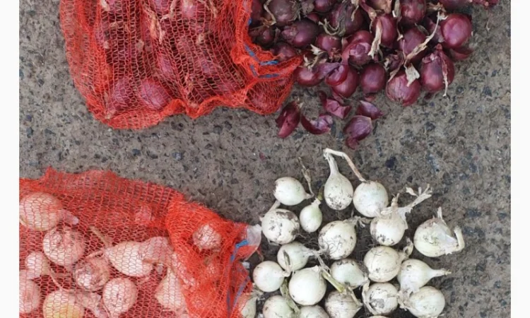Продаж цибулі білої та червоної в Гладківщина - фото № 3