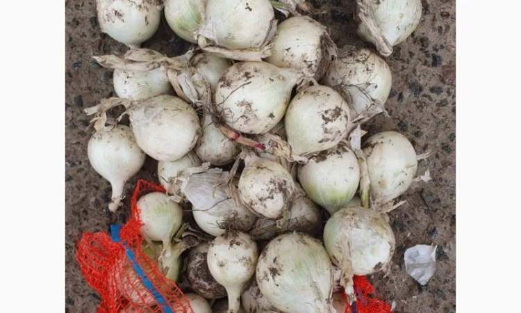 Продаж цибулі білої та червоної в Гладківщина - фото № 4