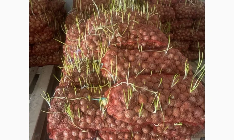 Цибуля на перо, діаметр 3-5 см на продаж - фото № 1