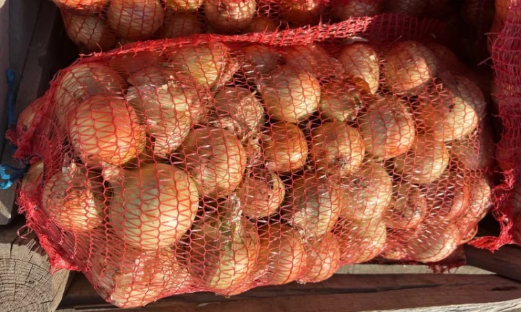 Продаж цибулі сорту Медуза - фото № 1