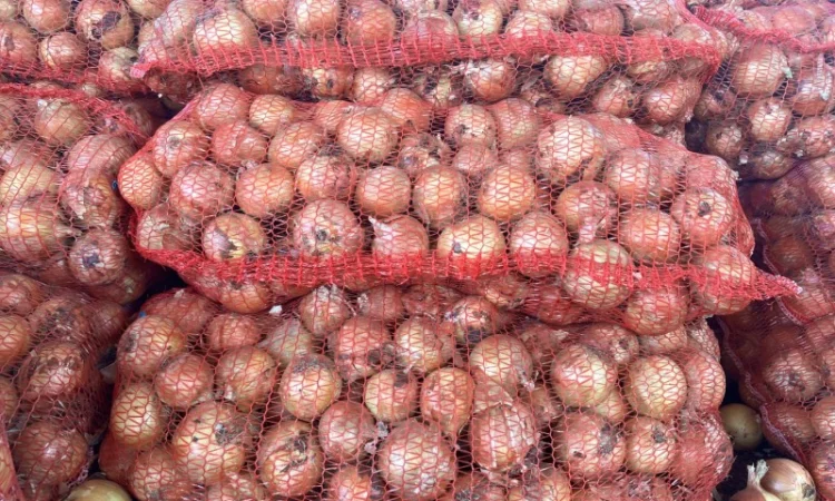 Продаж цибулі сорту Медуза - фото № 2