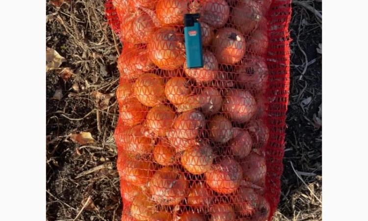 Продаж цибулі сорту Медуза - фото № 3