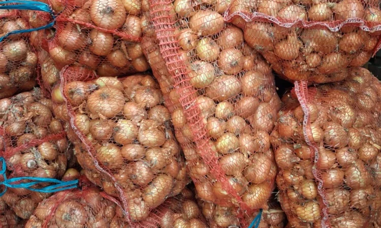 Продажа цибулі Штутгартен - фото № 1