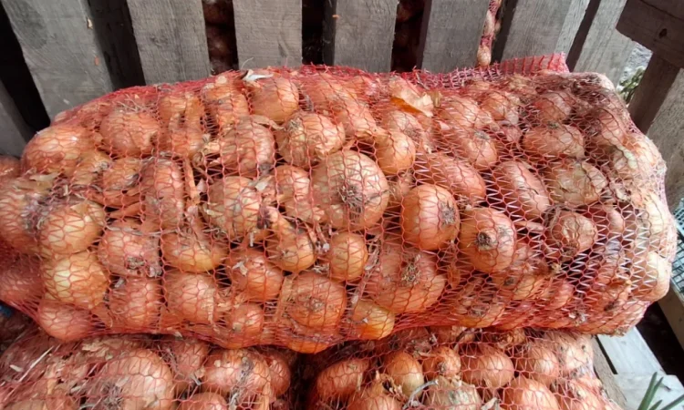 Продажа цибулі Штутгартен - фото № 2