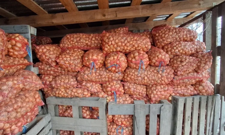 Продажа цибулі Штутгартен - фото № 3