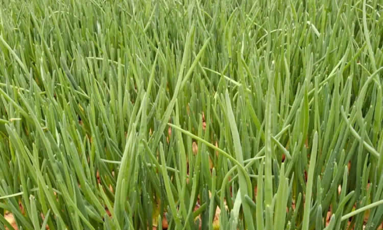 Продажа цибулі Штутгартен - фото № 5