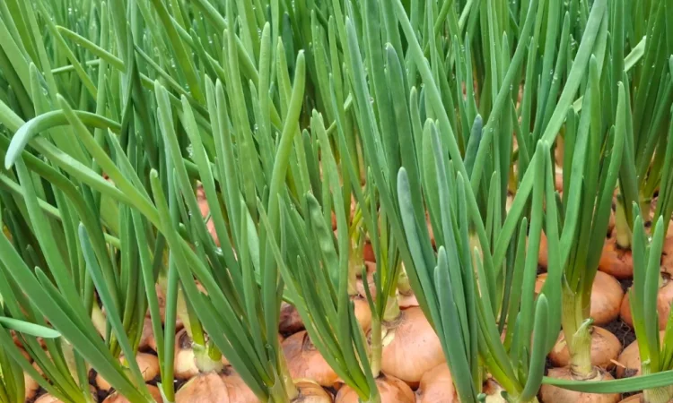 Продажа цибулі Штутгартен - фото № 6