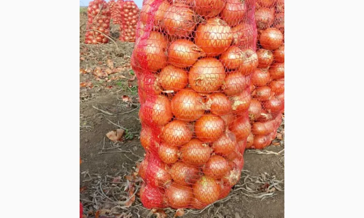 Продаєм лук сорту Дерек F1. Без передоплати. - фото № 1