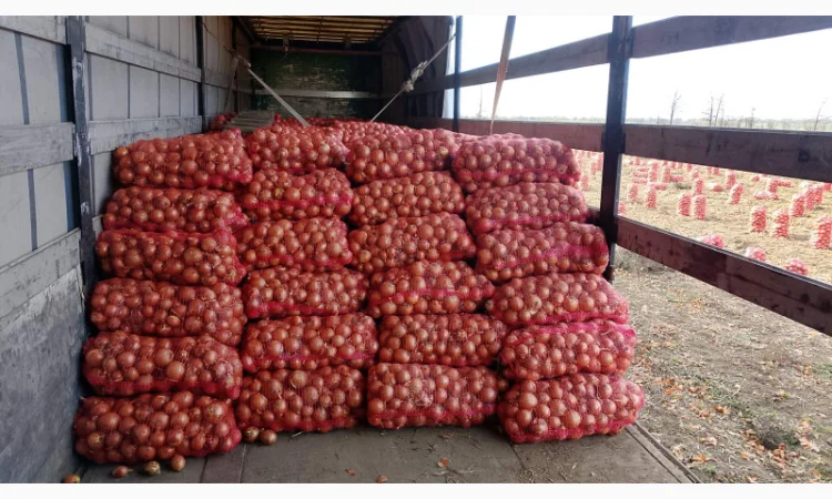 Продаєм лук сорту Дерек F1. Без передоплати. - фото № 3