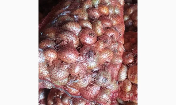 Лук штудгарт 4-6 на продажу - фото № 1