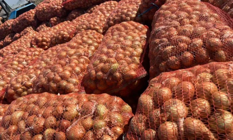 Лук штудгарт 4-6 на продажу - фото № 2