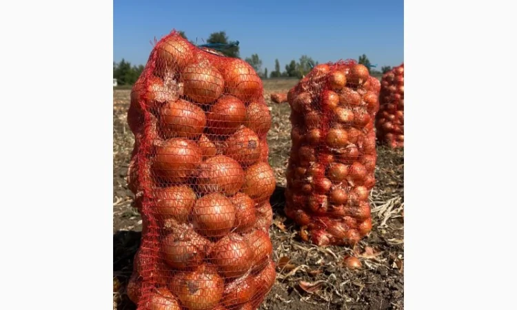 Цибуля оптом з складу Медуза - фото № 1