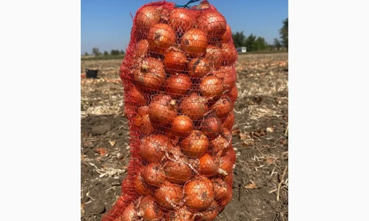 Цибуля оптом з складу Медуза - фото № 2