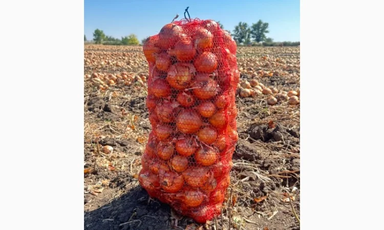 Цибуля оптом з складу Медуза - фото № 3