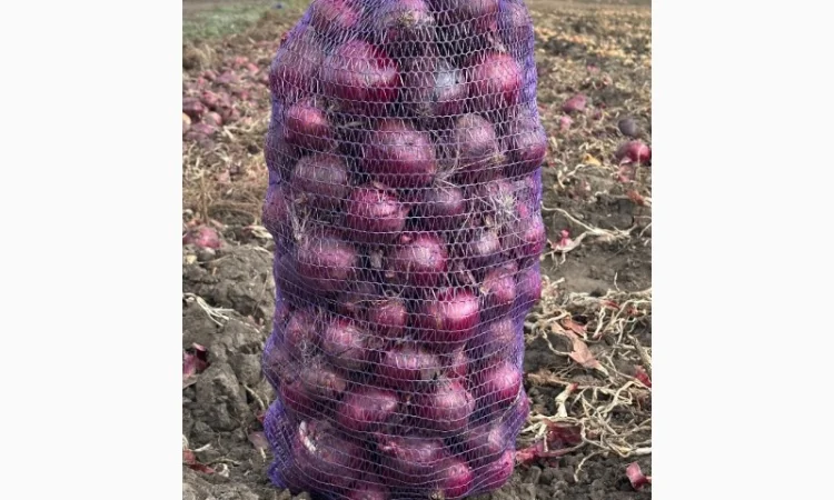 Продаю червону цибулю оптом - фото № 1