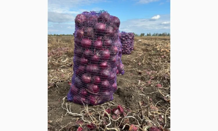 Продаю червону цибулю оптом - фото № 2