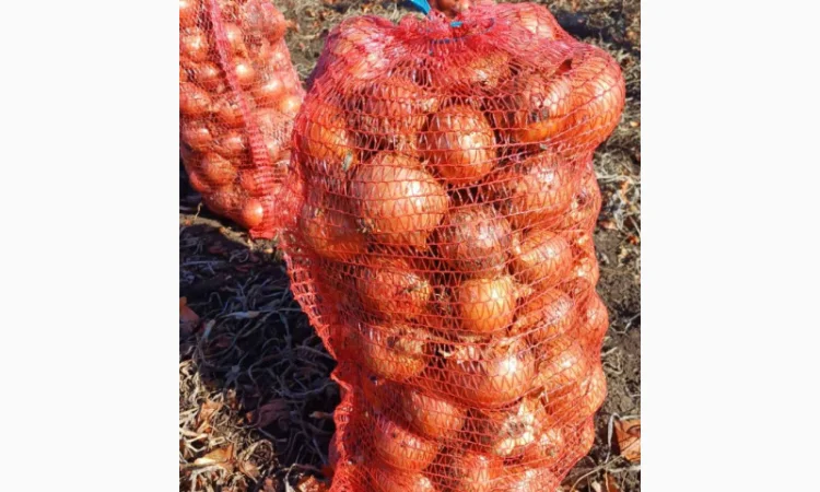 Продаю цибулю 5 тонн - фото № 1