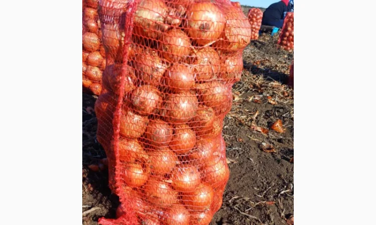 Продаю цибулю 5 тонн - фото № 2