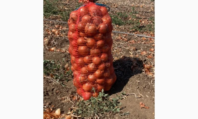 Продаж лука сорту Манас F1 - фото № 2