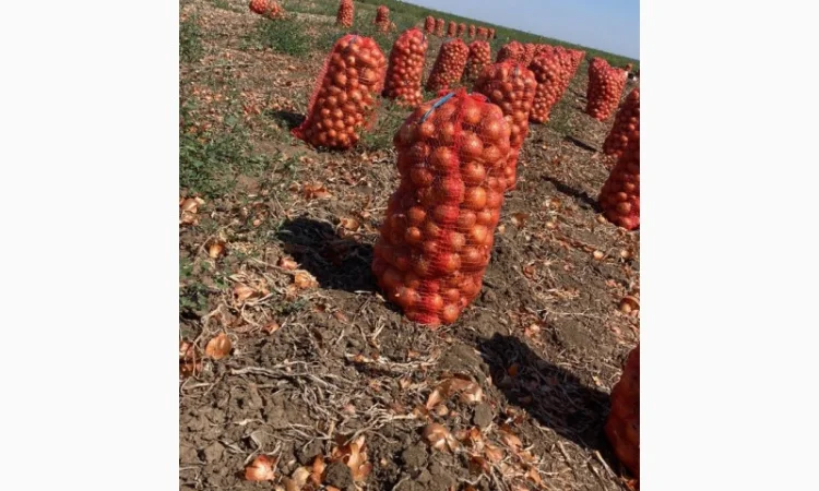 Продаж лука сорту Манас F1 - фото № 1