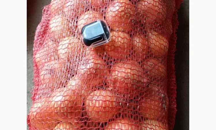 Продаж цибулі золотої сорту Дерек оптом - фото № 1