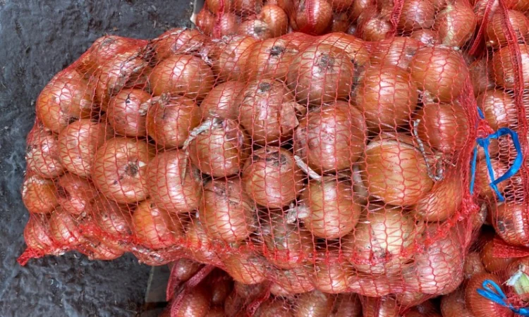 Продается цибуля Медуза, калібр 5+ - фото № 1