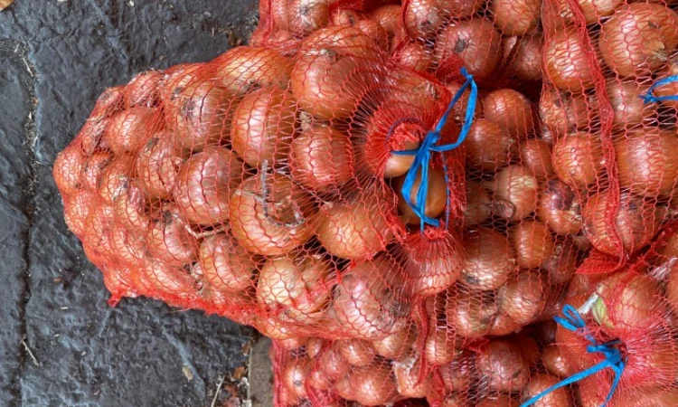 Продается цибуля Медуза, калібр 5+ - фото № 2