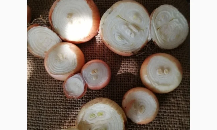 Продаж цибулі «Штутгарт» для вигонки зеленого пера - фото № 1