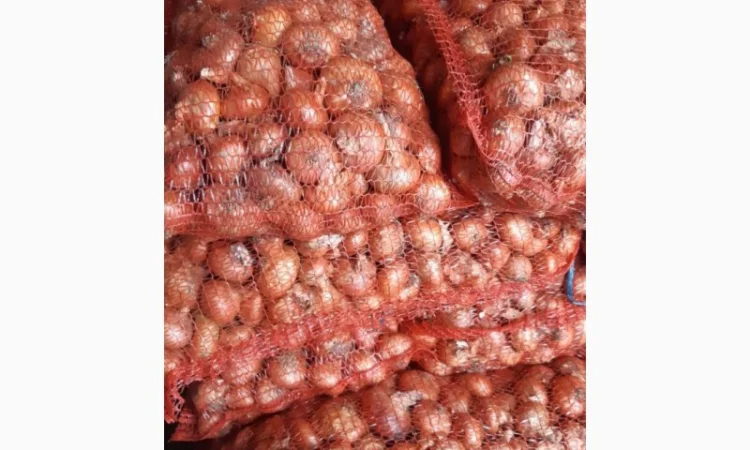 Продаж цибулі «Штутгарт» для вигонки зеленого пера - фото № 2