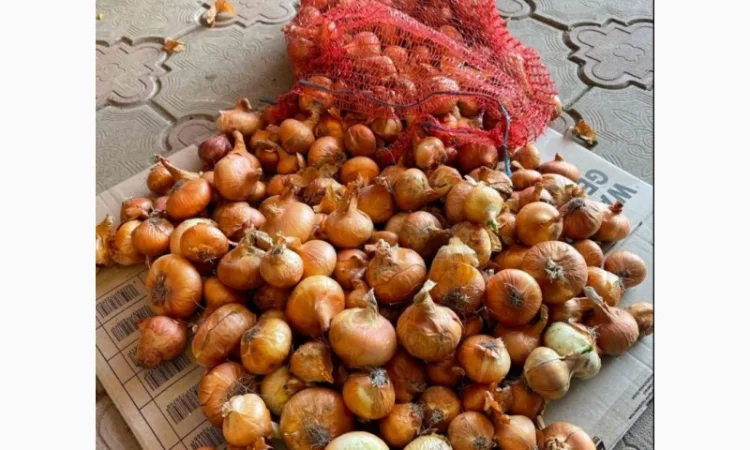 Продаж цибулі «Штутгарт» для вигонки зеленого пера - фото № 3