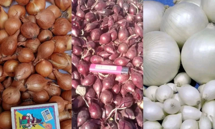 Цибуля-сівок Штутгарт на продаж - фото № 1