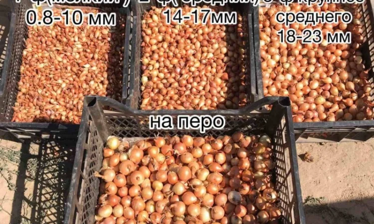 Цибуля-сівок Штутгарт на продаж - фото № 2