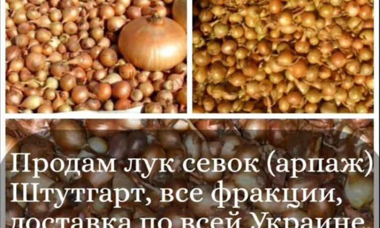 Цибуля-сівок Штутгарт на продаж - фото № 3