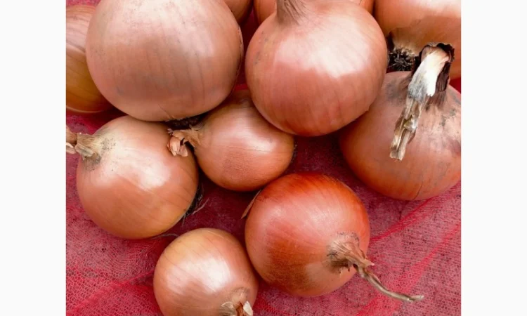 Лук репчатый с низким содержанием нитратов - фото № 2