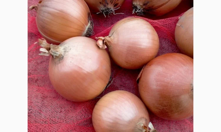 Лук репчатый с низким содержанием нитратов - фото № 3