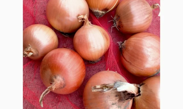 Лук репчатый с низким содержанием нитратов - фото № 4