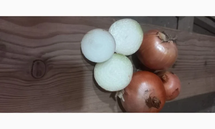 Продажа качественной цибулі оптом - фото № 1