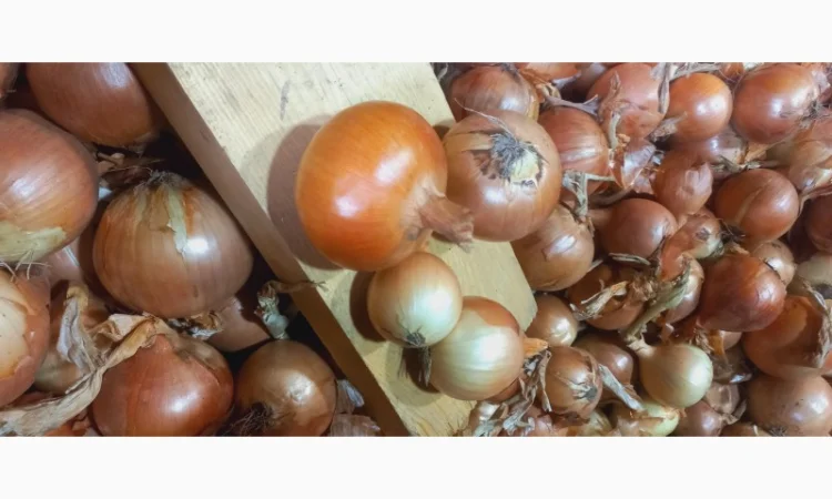 Продажа качественной цибулі оптом - фото № 2