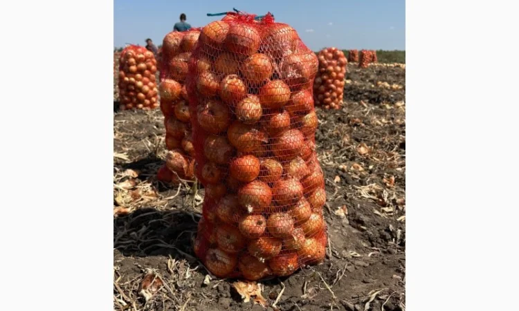 Продажа цибулі Медуза F1 - фото № 1