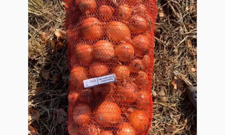 Продажа качественной цибулі - фото № 1