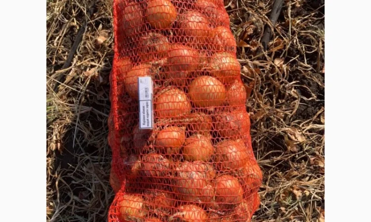 Продажа качественной цибулі - фото № 2