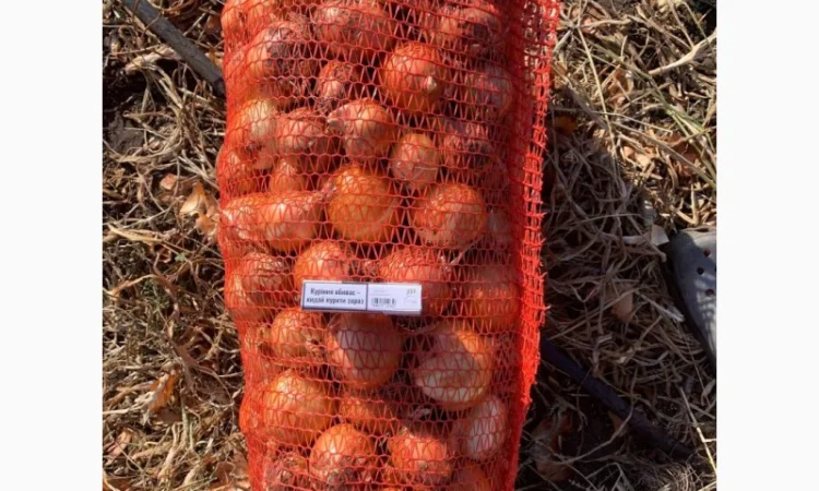 Продажа качественной цибулі - фото № 3