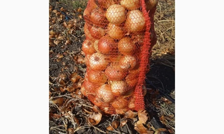 Цибуля на переробку, продаж - фото № 1