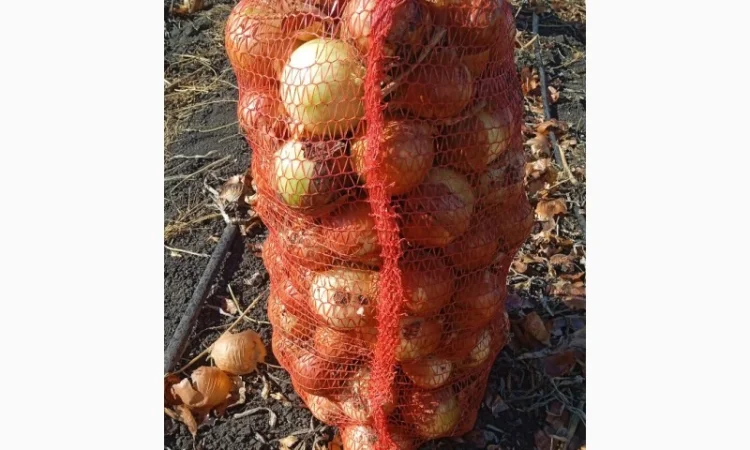 Цибуля на переробку, продаж - фото № 2