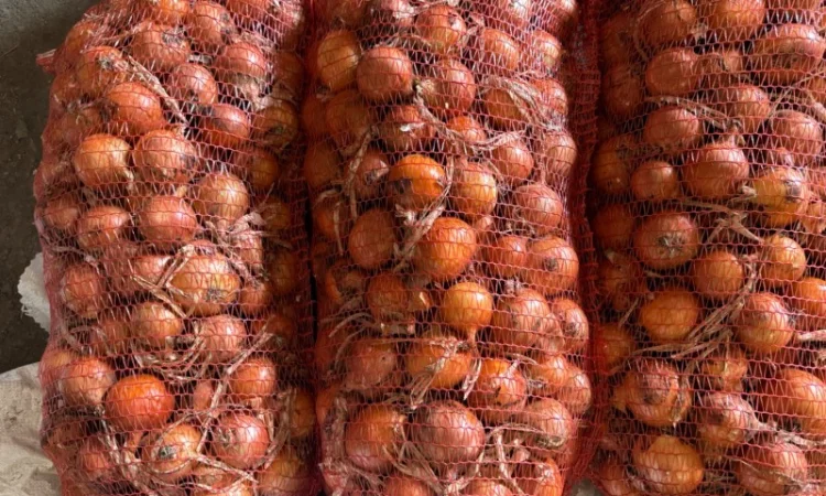 Цибуля сорт Медуза оптом - фото № 2