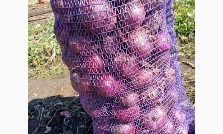 Покупка синього лука - фото № 1