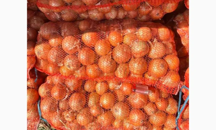 Продається Цибуля МЕДУЗА - фото № 1