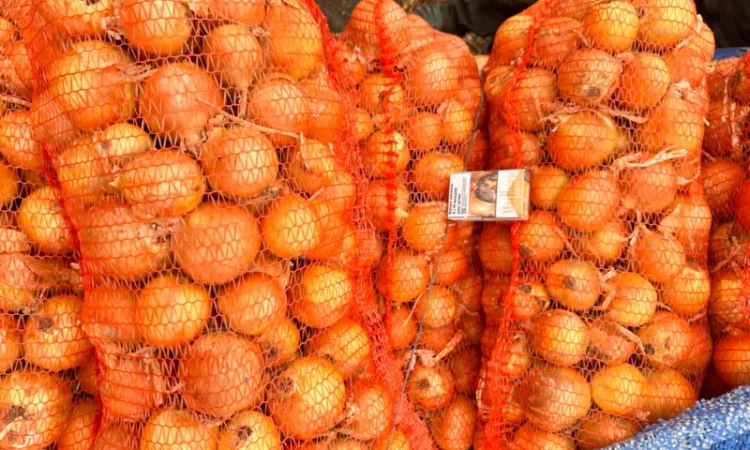 Продається Цибуля МЕДУЗА - фото № 2