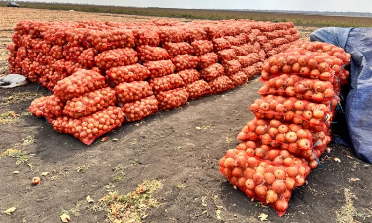 Продається Цибуля МЕДУЗА - фото № 3