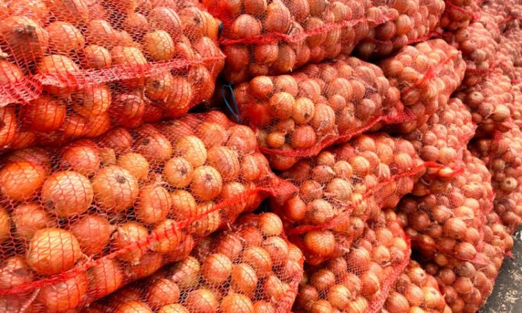 Продається Цибуля МЕДУЗА - фото № 4